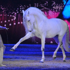 2013年埃森世界馬術(shù)運(yùn)動博覽會Hop Top Show圖片精選