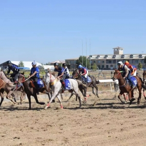 速度點(diǎn)燃錫林郭勒：2025中國速度賽馬積分賽激情上演