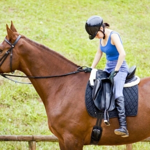 找回鞍上平衡：騎手與馬匹的平衡練習(xí)