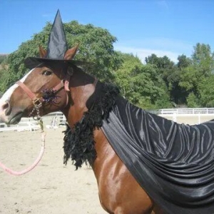 馬術梗圖 | 來汲取萬圣節(jié)裝扮靈感吧！